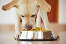 Puppies should be fed three to four times a day therefore if you are currently feeding ¾ a cup of puppy food twice a day you should consider spacing it out by avoid feeding your dog puppy food longer than you have to. Farmina Hills Royal Canin Pedigree Or Good Old Home Cooked Food