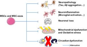 Application of mesenchymal stem cells for neurodegenerative diseases  therapy discovery