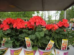 Patience and care is all that is needed. she usually grows 40 seedlings at home, but this year, she's planted another 200 that grow under lights in our burlington, vt, call center, where she works. Home Depot Flowers Home Decor