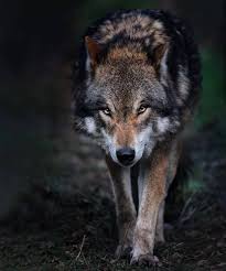 Rate 1 10 Magnificent Wolves Magnificent Wolves Who Else Loves These Beautiful Animals Tag Them Follow Wolf Photos Animals Beautiful Wolf Pictures