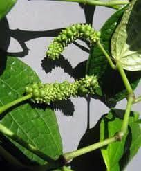 Image result for Piper capense