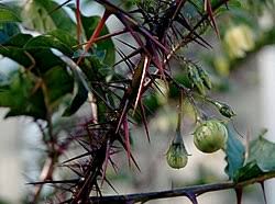 Image result for Solanum sp. B