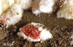 Insecticidal soap sprays during the growing season will help control crawlers and adults of soft scales, like the azalea bark scale. Rhododendron Rhododendron Azalea Bark Scale Pacific Northwest Pest Management Handbooks