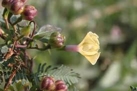Image result for Ipomoea tuberculata