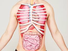 You wouldn't think the total number would be ambiguous, but it's difficult to know what to include and. Top 10 What Are The Heaviest Organs In The Human Body Bbc Science Focus Magazine