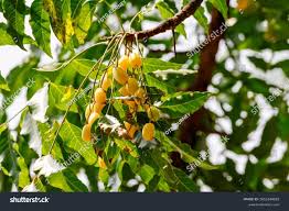 Image result for Azadirachta