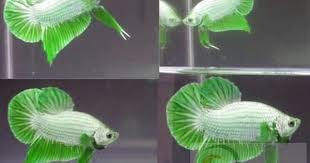 A Very Rare Lime Green White Betta Forgot The Kind It Is Betta Fish Betta Fish