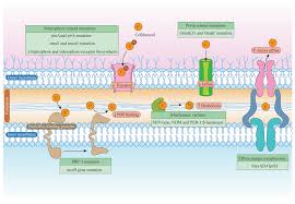 Image result for Cefiderocol