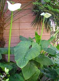 Hercules Giant Calla Lily Calla Lily Zantedeschia Calla