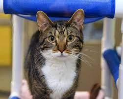 We are dedicated to helping homeless animals and displaced dogs and cats find loving, responsible, safe homes. Sweet Young Cat Enthusiastic Dog Are Up For Adoption The Kansas City Star