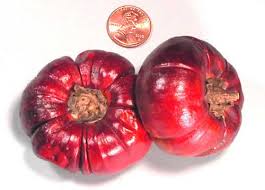 Image result for Solanum aethiopicum
