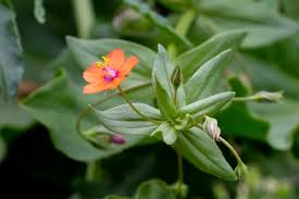 Image result for Anagallis elegantula