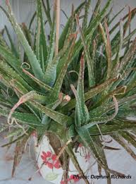 Check spelling or type a new query. Succulents Pests With Wizzie Brown Central Texas Gardener