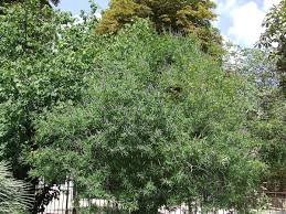 Image result for Vitex amaniensis