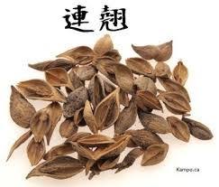 Lian Qiao Fructus Forsythiae Suspensae Herbs Herbs Image Chinese Herbal Medicine
