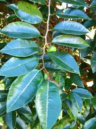 Image result for Sapotaceae