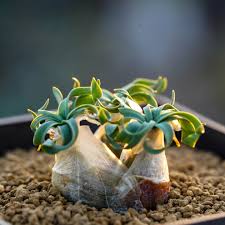 Image result for Drimia elata