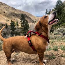 Since this is a hybrid, many established kennel organizations do not 4. My Pupper Champ Pit Boxer Bassett Hound Mix Rarepuppers