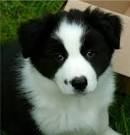 PuppyFind | Border Collie Puppies for Sale