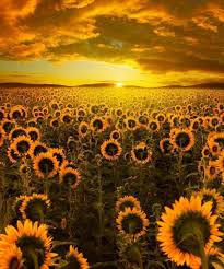 Set sunset view from sunflower field as your mobile wallpaper. Photography Sunflower Field Aesthetic