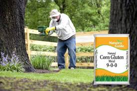 However, cornmeal by itself is more likely to make the ants relocate rather than actually kill them. Corn Gluten Meal Does It Work For Weeds Garden Myths