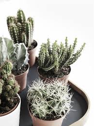 Obviously they've been able to develop specialized features but what are they? Plant Minimalism Blog Milk Plants Succulents Bedroom Plants