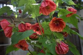 Image result for Abutilon angulatum