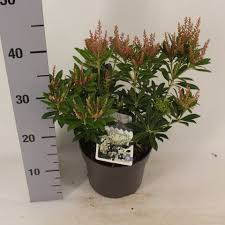 Image result for Pieris japonský debutante obrázek