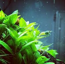 We did not find results for: 10 Best Low Light Aquarium Plants For Beginners 2021 Reviews It S A Fish Thing