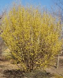 Tatarian dogwood is adaptable to most planting sites. Dogwood Trees Shrubs Types Of Flowering Dogwoods Garden Design