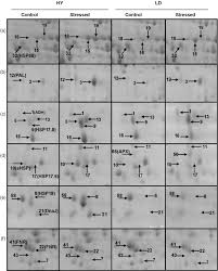 Image result for Synandrodaphne paradoxa