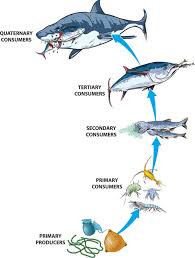 Food chains help us understand the connection between living things. Food Chains For Kids Science Experiments For Kids