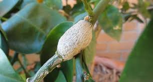 Control Citrus Gall Wasp Sustainable Gardening Australia