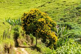 Image result for Senna macranthera