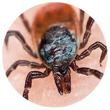 Need tick and mite pest prevention? Your First Choice For Mosquito Control Mosquito Authority