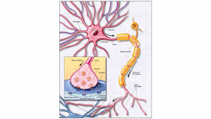 Labeled diagram of the neuron, nerve cell that is the main part of the nervous system. The Neuron