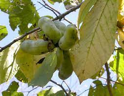 Low maintenance & durable · sent from our nursery Pawpaw The Sweet Fruit That Grows In Missouri