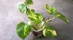 Growing plants in water taking a cutting. Grow Money Plant In Water Grow Indoor Plants Youtube