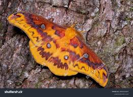 Image result for Merremia verecunda