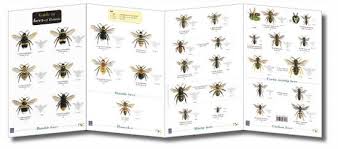 Field Guide Bees