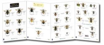 field guide bees