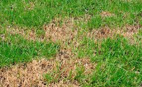 We did not find results for: How To Defeat Lawn Grubs