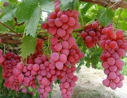 Pembelian bibit tanaman buah mangga harum manis. Bibit Tanaman Buah Bersertifikat Bibit Tanaman Buah Kiwi Jual Bibit Buah Unik Jual Bibit Import Jual Bibit Tanaman Buah Can Vine Fruit Fruit Seeds Fruit Plants