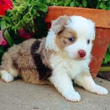Buy and sell almost anything on gumtree classifieds. Australian Shepherd