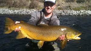 Matt Heron Reels In A Gigantic Brown Trout Brown Trout Trout Fishing Trout Fishing Tips