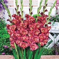 Glamini Gladiolus Thomas K Van Bourgondien Bulb Flowers Gladiolus Plants