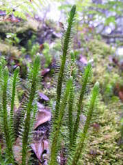 Image result for Huperzia afromontana