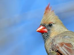 Grey Birds That Look Like Cardinals Female Northern Cardinal Northern Cardinal African Grey Bird Watching