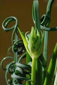 Maybe you would like to learn more about one of these? The Perils Of Being Interesting Albuca Spiralis Updated Aug 2017 The Biking Gardener