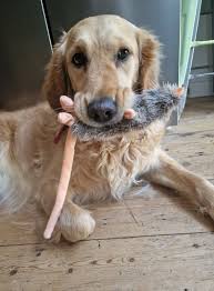 Beef allergy in large breed puppies? Has anyone successfully switched their  puppy to lamb and rice or salmon and rice after experiencing soft